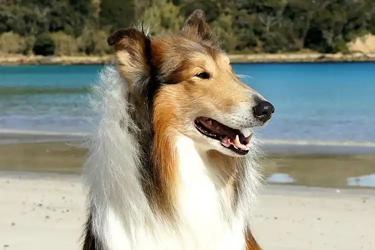 二代目看板犬　ダ・ヴィンチ