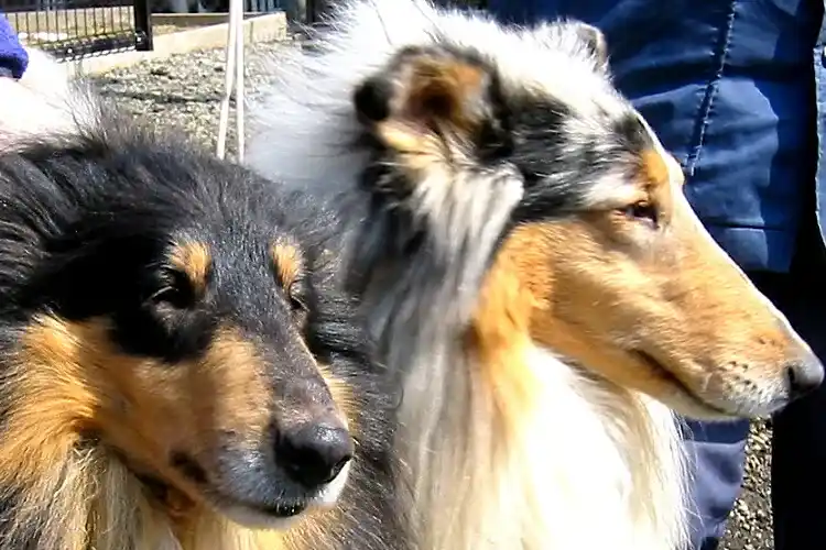 初代看板犬　海の両親