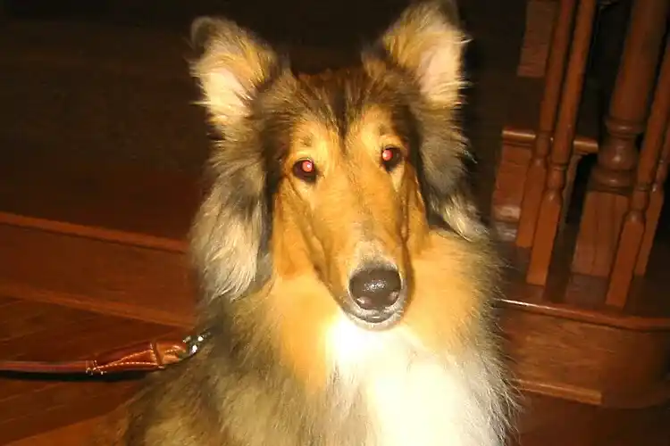 お客様の愛犬