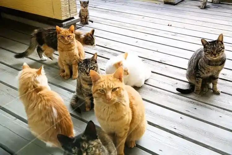 居ついている猫たち