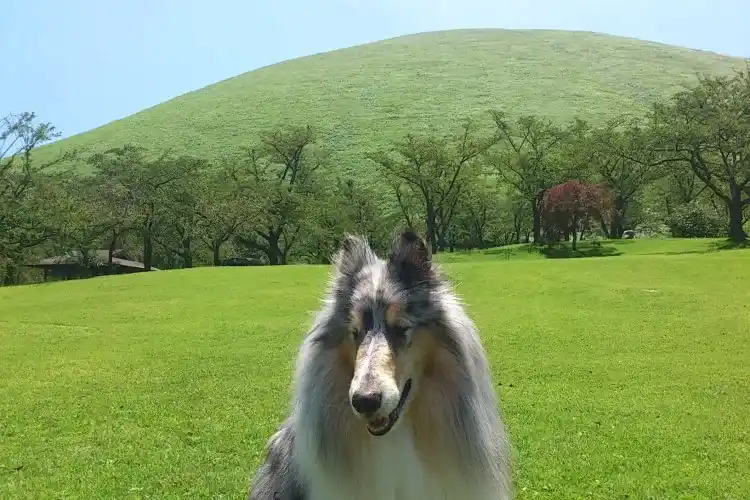 初代看板犬　海　大室山にて