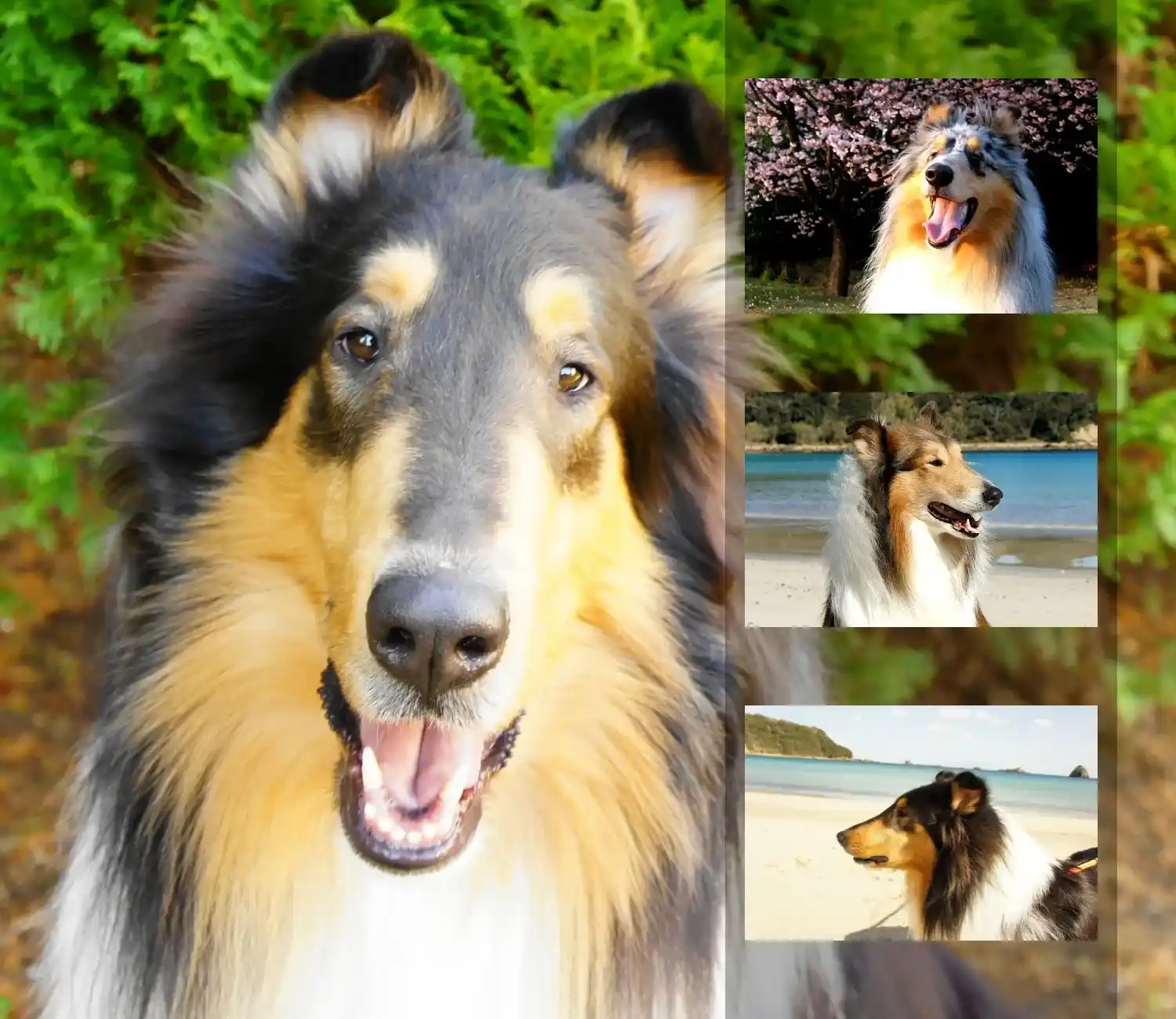 せっかくの旅行、愛犬も笑顔に！